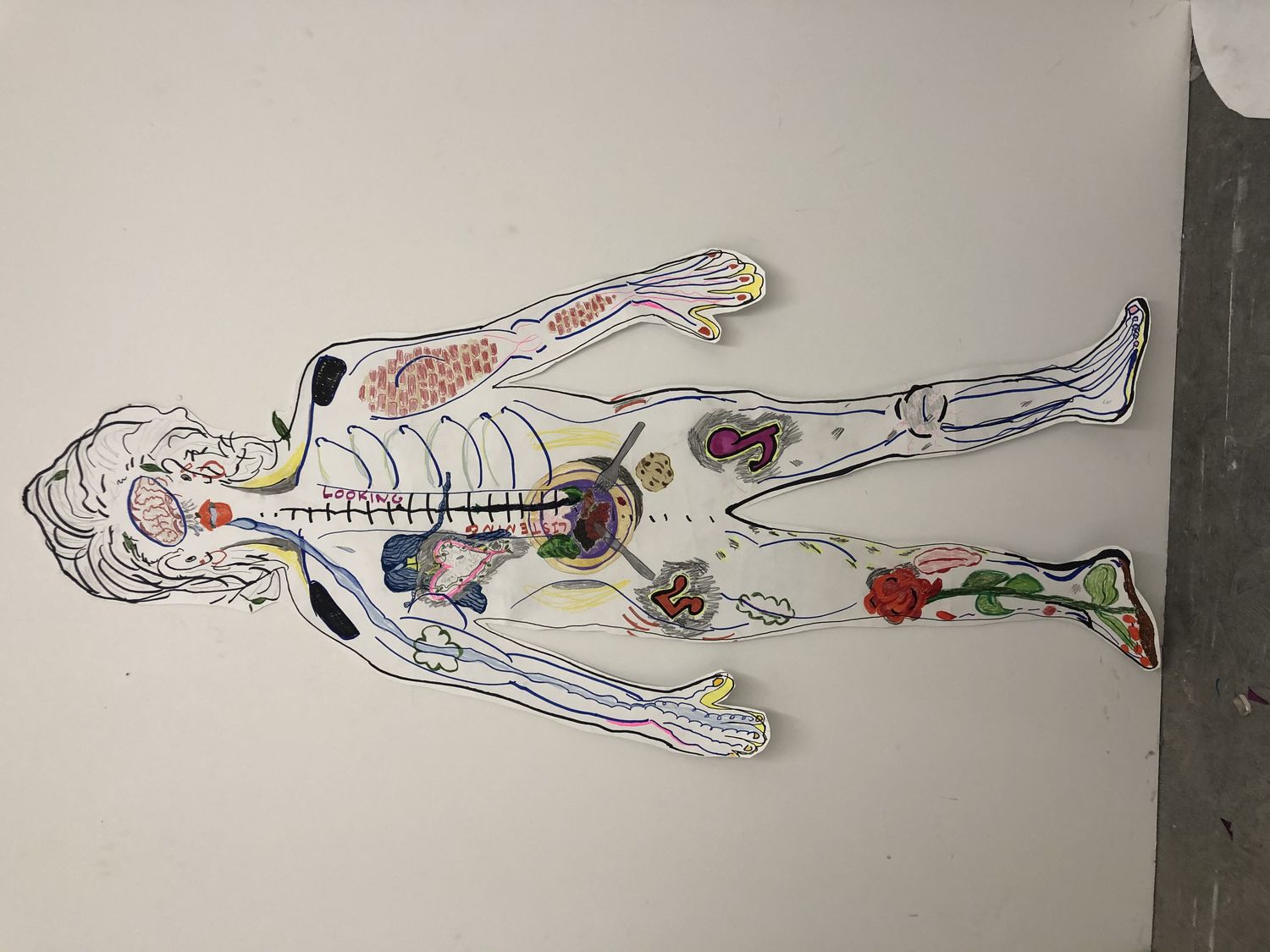 Cutout of a cartoon-like drawing of a human body with the insides visible