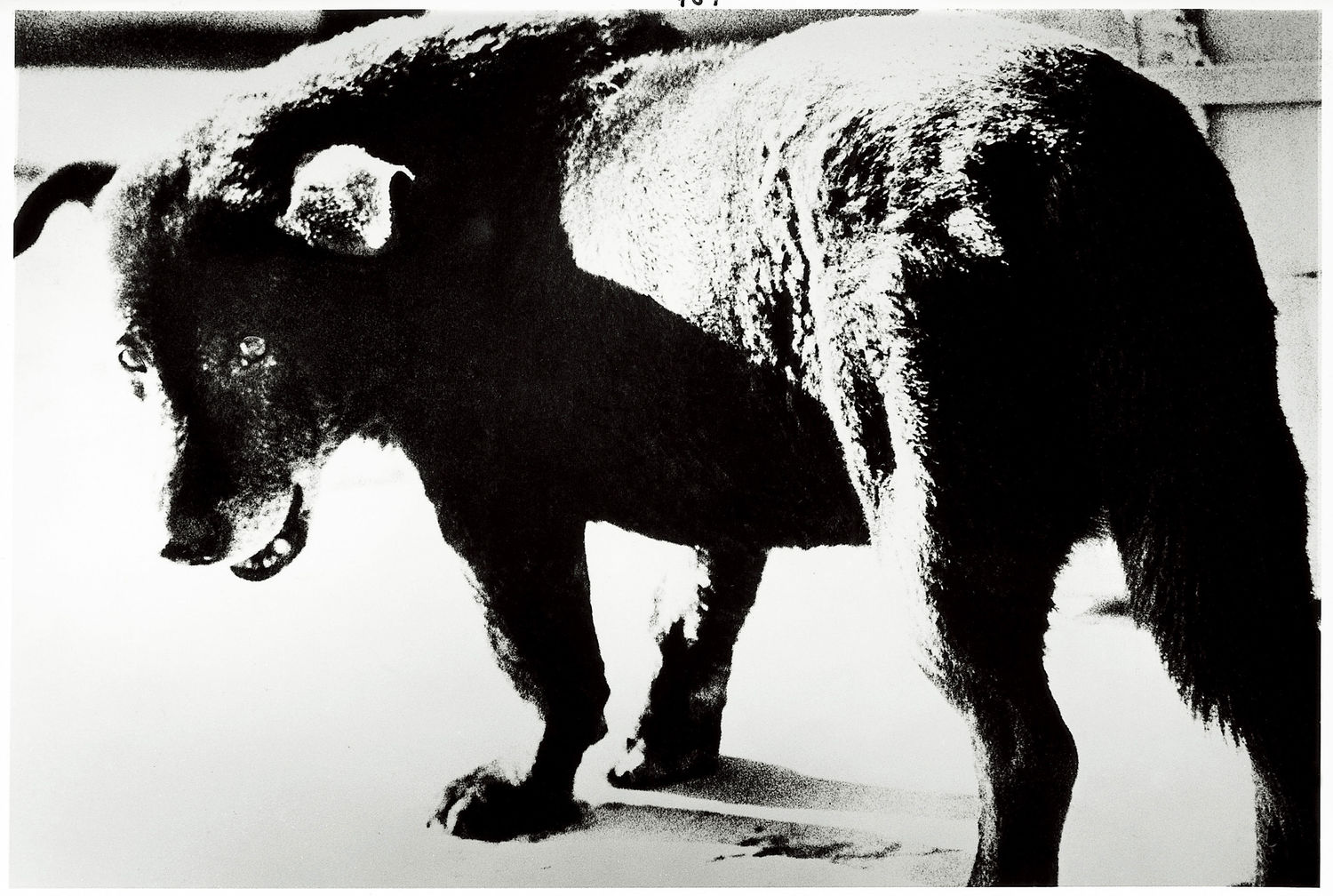 Daido Moriyama, Misawa, 1971.