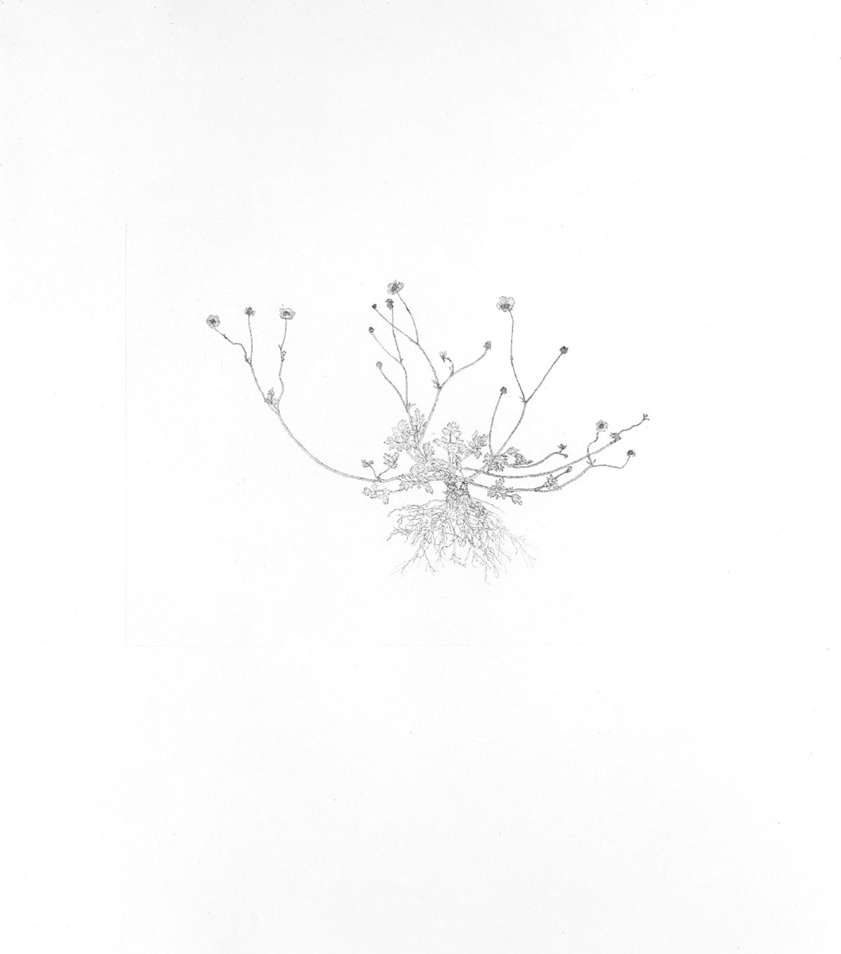 Michael Landy, 'Creeping Buttercup" from the Nourishment series, 2002.