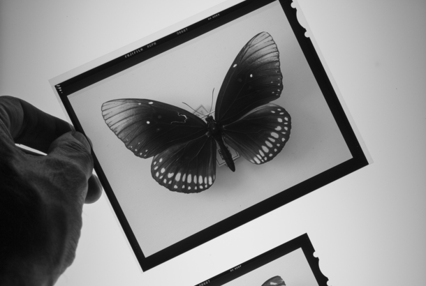 Two black-and-white film stills of butterflies