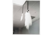 Two feathers hang from a ceiling