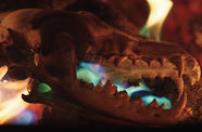 A side view of an animal's skull among colorful flames