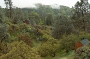 Vast green forest view, with a small wooden house towards the right.