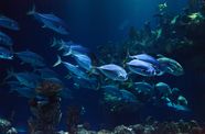 Fish under the sea