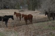 Horses among hay.