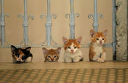 Cats under a blue fence. 
