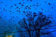 A flock of crows fills a dark blue sky