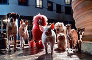 Babe the pig, with a group of dogs standing behind him