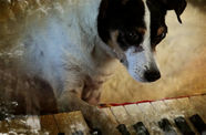 A small dog with its paw on a keyboard