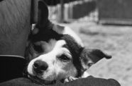A dog looking over its owner's shoulder
