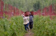 Farm workers holding baskets of produce on their shoulders as they walk through rows of greenery on a farm