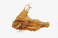 Painting of a yellow-orange fish