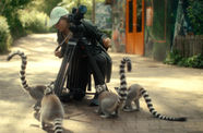 A nature photographer surrounded by lemurs