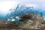 Two divers photograph a school of fish with large underwater cameras 