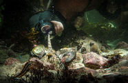 An octopus reaches a tentacle to a diver's mask