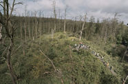 Still from Acid Forest
