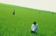 A Japanese teenager stands in a field of tall grass