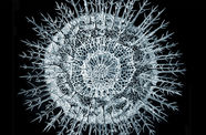 Abstract, organic shape