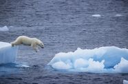 A polar bear jumping into the sea