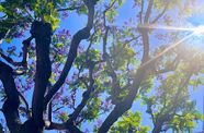 Photo of the branches of a jacaranda tree