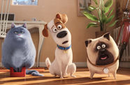 Three animated pets - a cat and two dogs - making funny faces