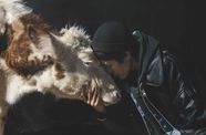 A man stands forehead to forehead with a cow
