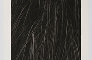 Black and white messotint showing towering blades of pampas grass emerge from darkness.
