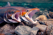 Two red salmon swim over a rocky sea bed, their mouths open