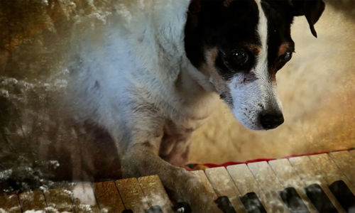 A small dog with its paw on a keyboard