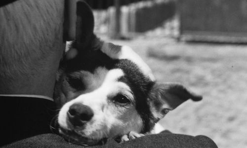 A dog looking over its owner's shoulder