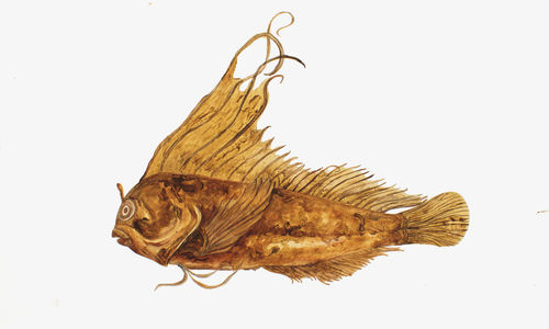 Painting of a yellow-orange fish