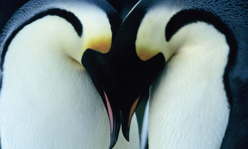 Two emperor penguins press their heads together
