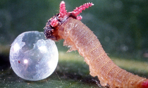 Close up of an anthropod and an eggshell