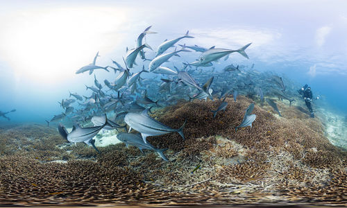 Two divers photograph a school of fish with large underwater cameras 