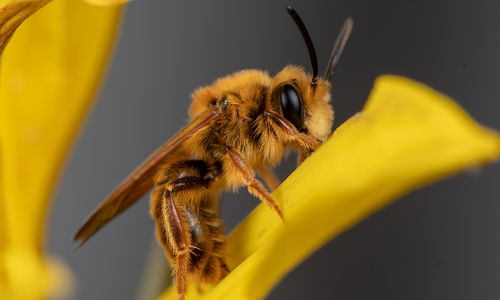 Close up image of a bee