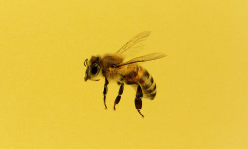 Graphic of a bee
