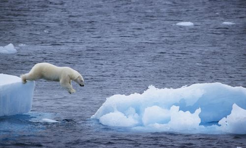 A polar bear jumping into the sea
