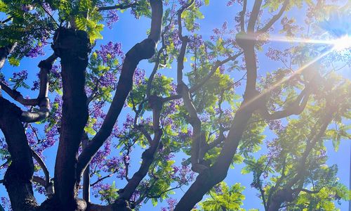 Photo of the branches of a jacaranda tree