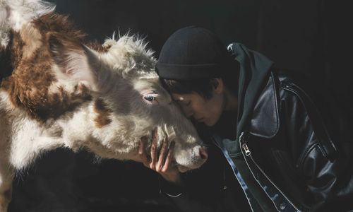 A man stands forehead to forehead with a cow