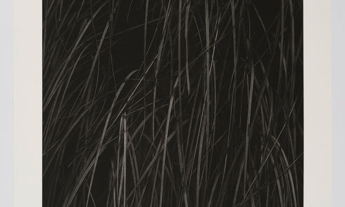 Black and white messotint showing towering blades of pampas grass emerge from darkness.