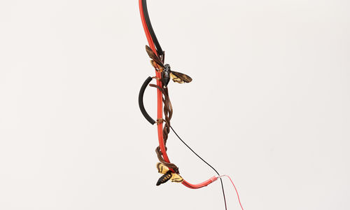 Close up image of a knot of cables, with two large moths attached to it
