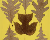 Josef Albers, Leaf Study IX, c. 1940