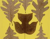 Josef Albers, Leaf Study IX, c. 1940